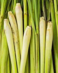 Lemongrass stalk